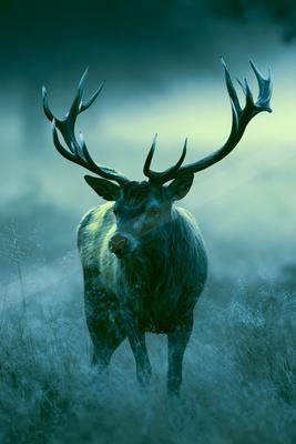 A green-toned bright photograph of bison, ibex, bighorn.