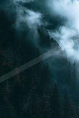 A moody high contrast nature scene of a forest, fog.
