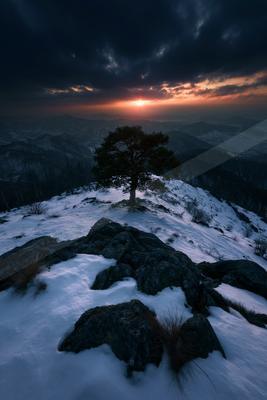 A serene nature scene of trees, forest.