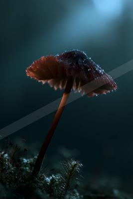 A night still life.