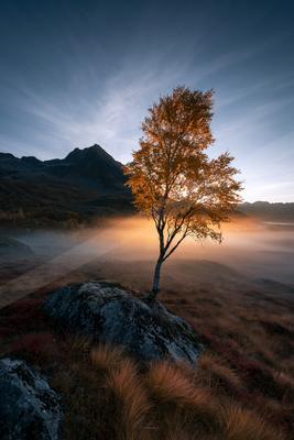 A dramatic nature scene of trees, fog.