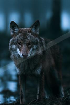 A moody wildlife photo.