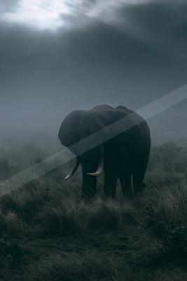 Elephant.