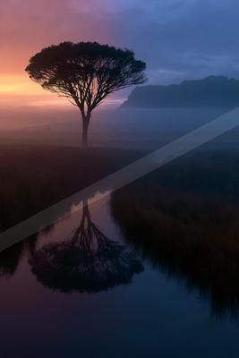 A serene nature scene of trees, lake, fog.