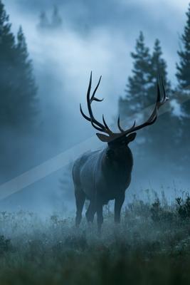 A large bull elk with impressive antlers stands in a misty meadow surrounded by coniferous trees, looking directly at the viewer.