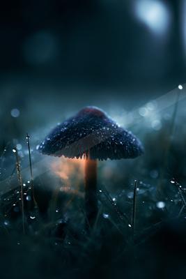A moody nature scene of forest.