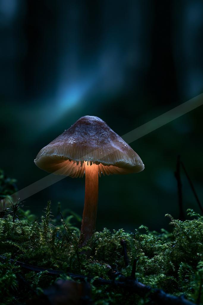 A moody nature scene of forest, wildlife.