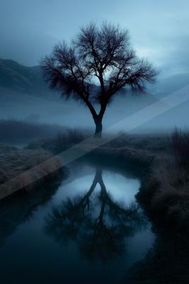 A mysterious high contrast nature scene of an oak tree, reflection.