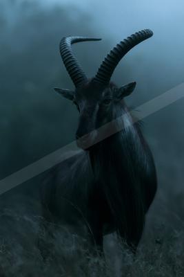 A dark mountain goat with large, ridged, curved horns stands in tall grass within a foggy, atmospheric landscape.
