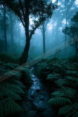 A serene nature scene of forest, fog.