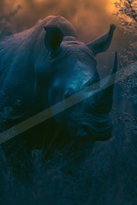 A black-toned moody photograph of african elephant, hippopotamus, tusker.