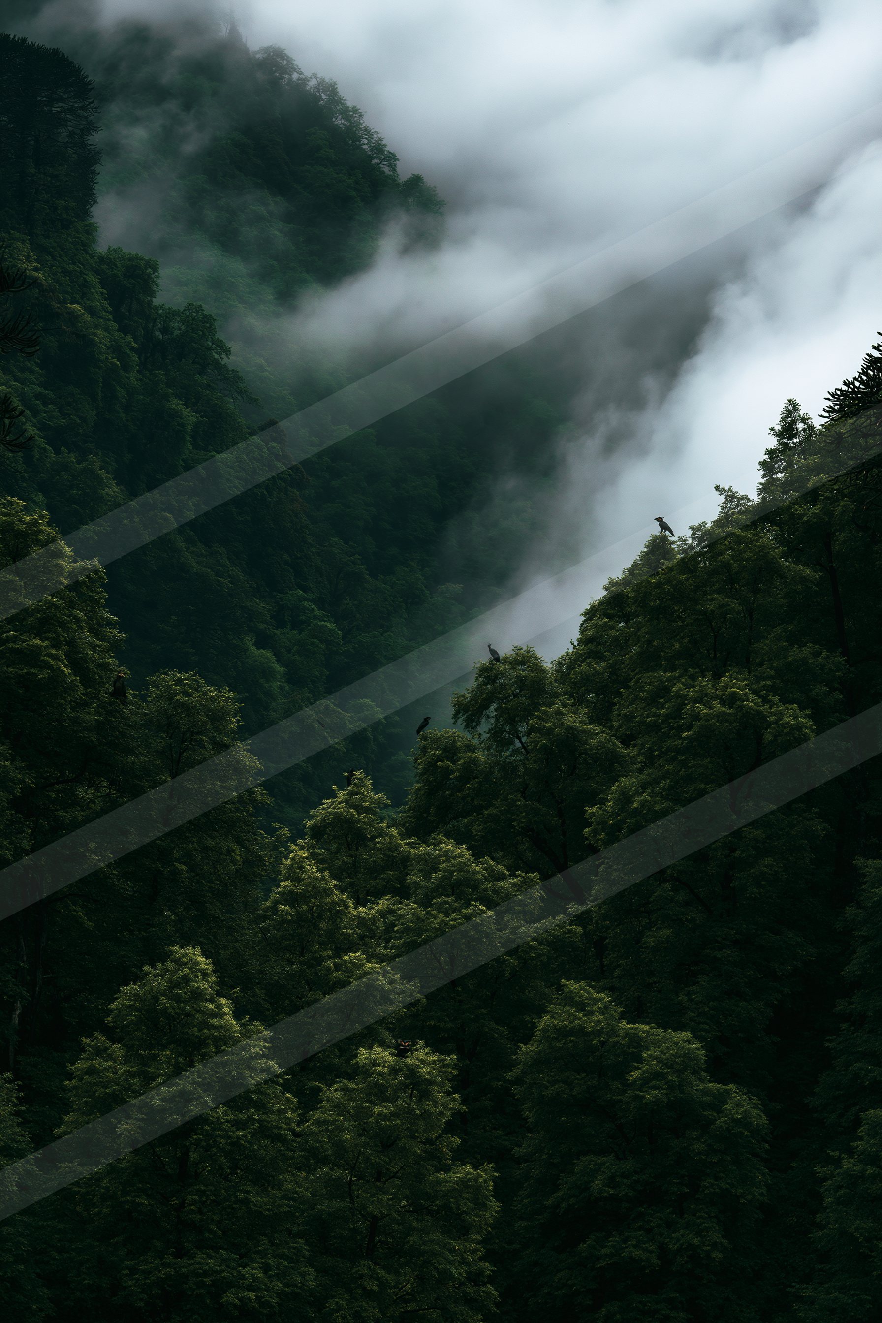 A serene high contrast nature scene of a forest, fog.