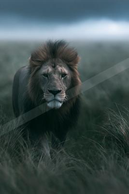 A brown-toned moody photograph of lion, cheetah, tiger.