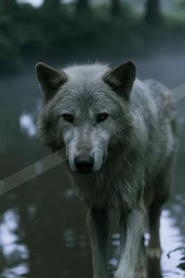 A moody wildlife photo of wildlife.
