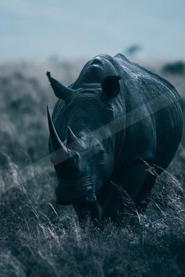 A moody wildlife photo.