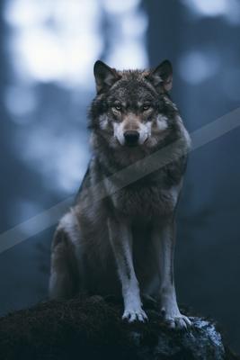 Wolf.