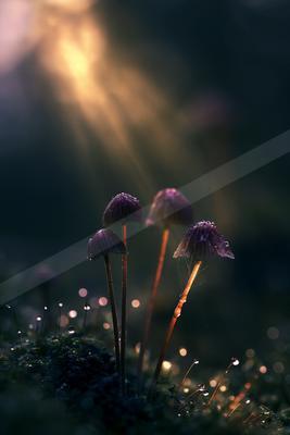 A golden hour nature scene of flowers.