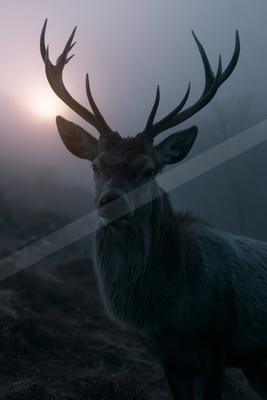 A large male deer with impressive antlers stands in a misty forest, looking directly at the camera with a bright sun glowing through the fog in the background.
