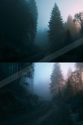 A winding dirt road disappears into thick fog surrounded by tall evergreen trees in a dense forest at dawn.