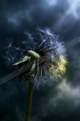 A moody nature scene of flowers.