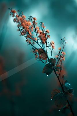 A dramatic bokeh nature scene of flowers.