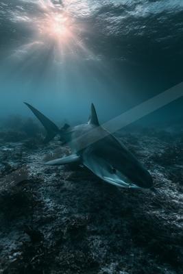 A moody water scene of ocean, fish.