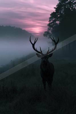 A large male deer with prominent antlers stands in tall grass in a misty forest clearing, silhouetted against a dramatic pink and purple sunset sky.
