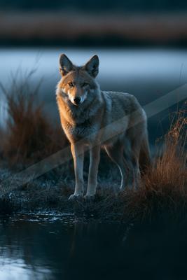 A black-toned moody photograph of coyote, red wolf, timber wolf.
