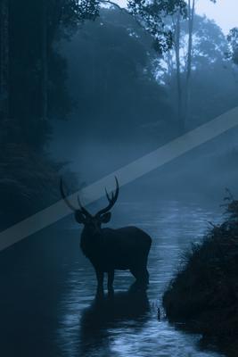 A night wildlife photo of wildlife, fog.