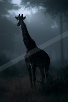 A night wildlife photo of wildlife.