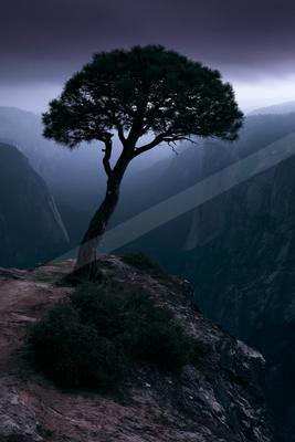 A solitary pine tree stands on the edge of a rocky cliff overlooking a deep, fog-filled mountain valley under a dark, moody sky.