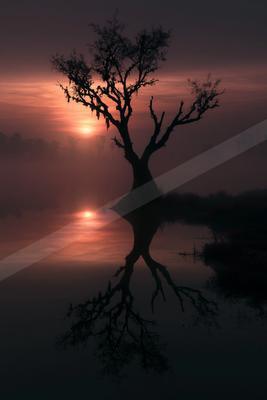 A serene nature scene of trees, sunrise, lake.
