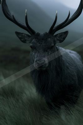 A large dark-colored stag with impressive antlers stands in tall grass, looking directly at the camera against a foggy mountainous background.