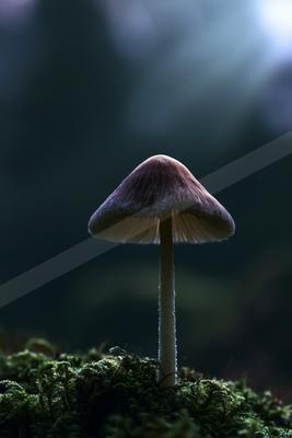 A night macro wildlife photo.