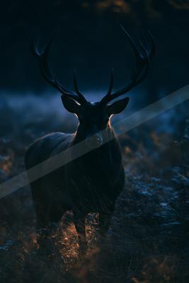 A night wildlife photo of wildlife.