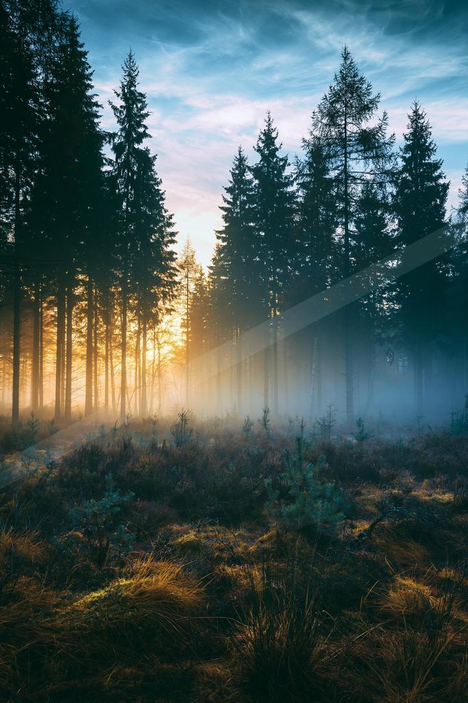 A golden hour nature scene of forest, fog.