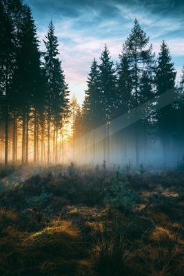 A golden hour nature scene of forest, fog.