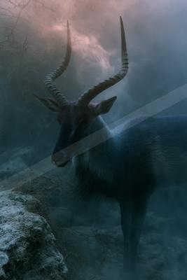 A night wildlife photo of wildlife, fog.