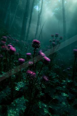 A serene nature scene of flowers, field, forest.