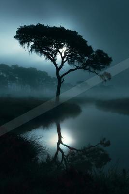 A night nature scene of trees, lake, fog.