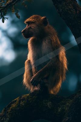 A moody wildlife photo of wildlife.