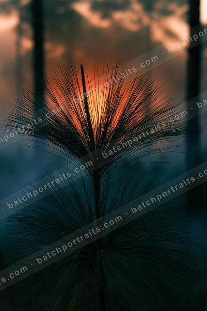 An ethereal double exposure nature scene of a pine tree, reflection.