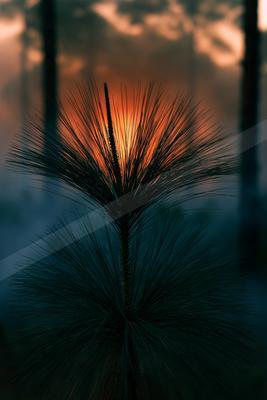 A golden hour minimalist sky scene of sunrise, trees, sunset.