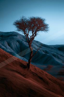 A blue hour nature scene of trees.