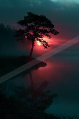 A lone pine tree stands silhouetted against a vibrant red and pink sunset, its reflection visible in the calm misty water of a lake.