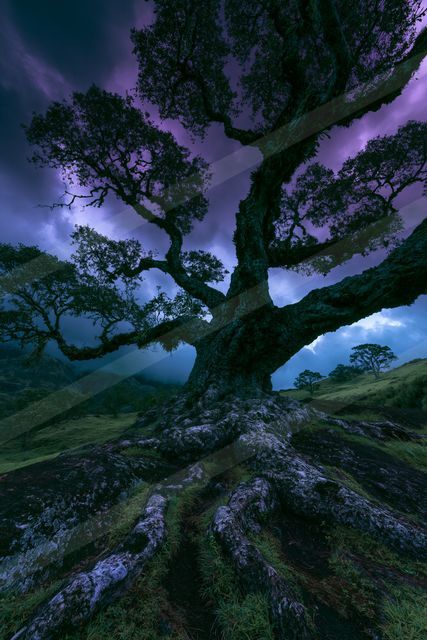 A large tree with sprawling branches stands against a vibrant purple and blue twilight sky.