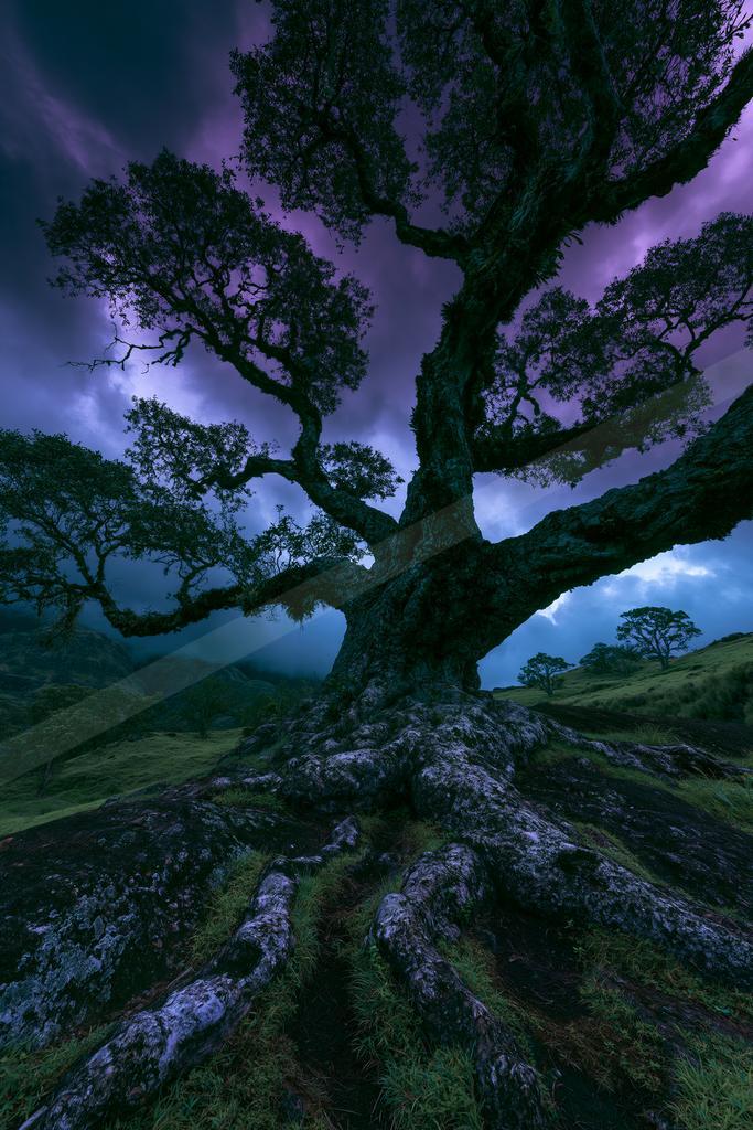 A night nature scene of trees.