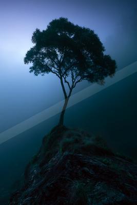 A mysterious high contrast nature scene of a pine tree, fog.