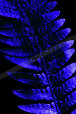 A vibrant blue fern frond with detailed pinnate leaves displayed against a solid black background.