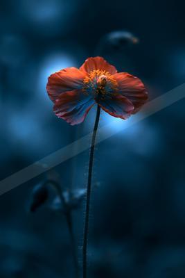 A blue hour minimalist nature scene of flowers.